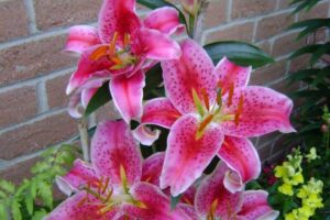 pink spotted lilies that are in full bloom standing in a garden bed surrounded by other greenery with small yellow and red flowers